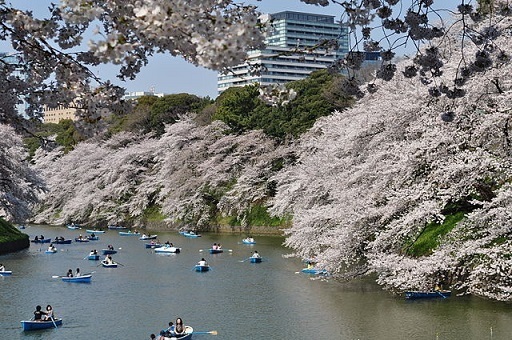 Chidorigafuchi: Cherry Blossom Parks in Tokyo